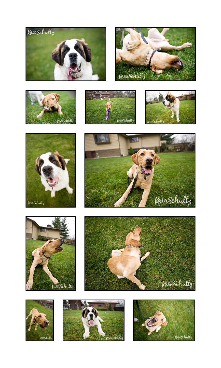 chicago dog pet photographer