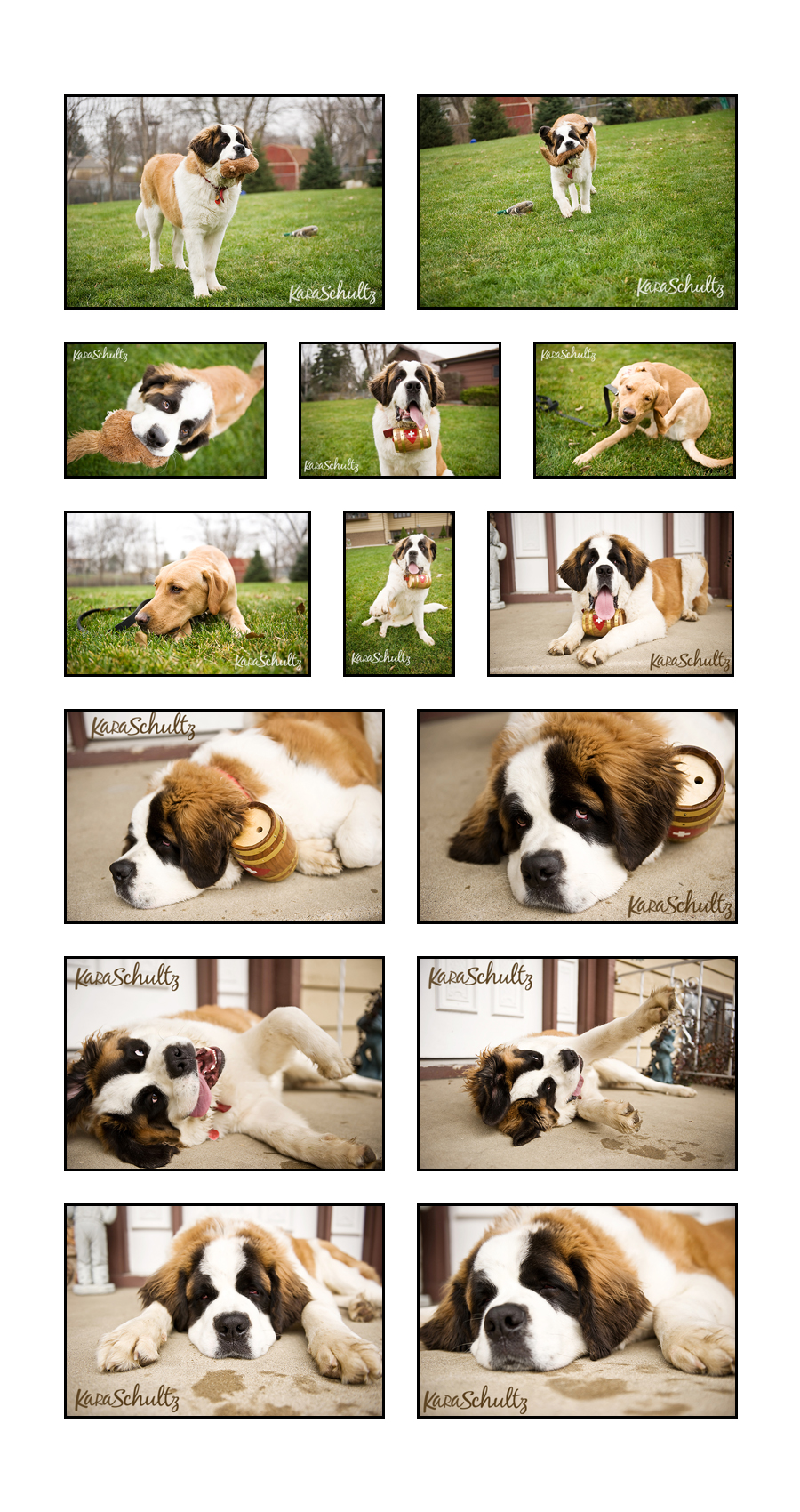 chicago dog pet photographer